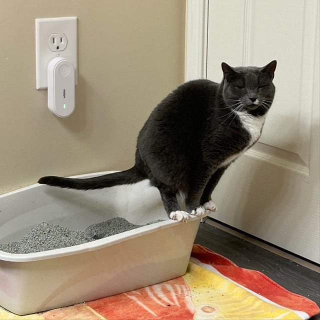 Katze im Katzenklo, Gerät in der Steckdose